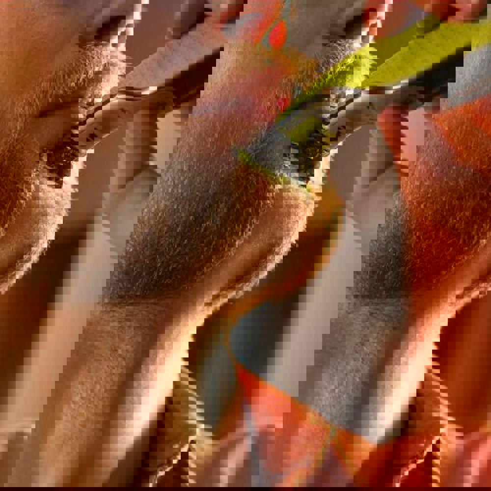 Philips OneBlade 360 blade